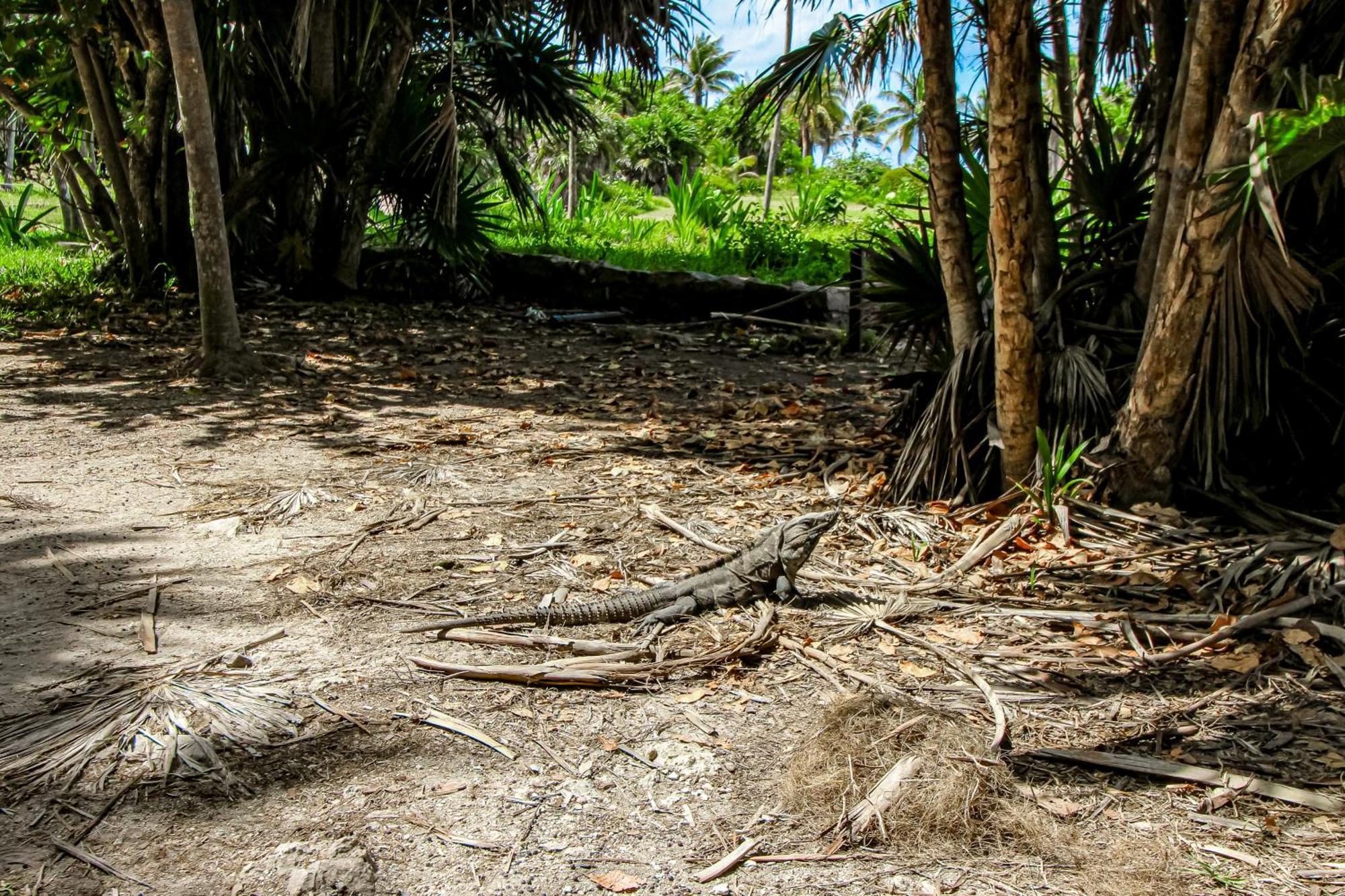Miraluna B223 At Luum Zama Tulum Exterior photo
